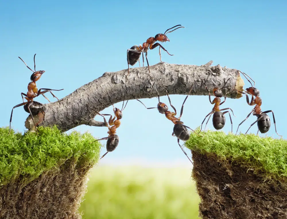 Inspirational image of ants building a bridge